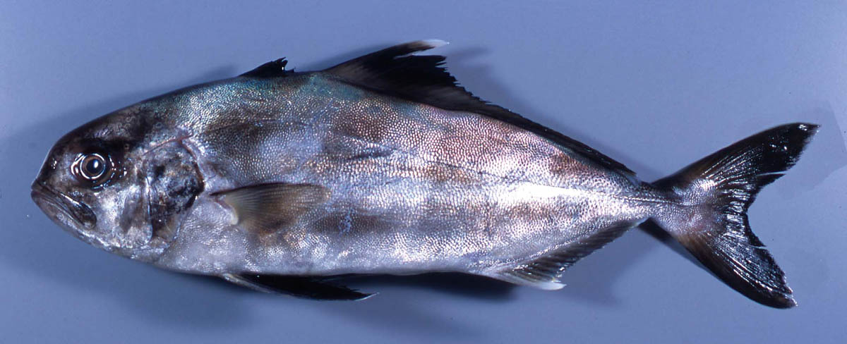 アジ科の魚類図鑑。日本近海で釣れる18種類の特徴と見分け方 | つり人